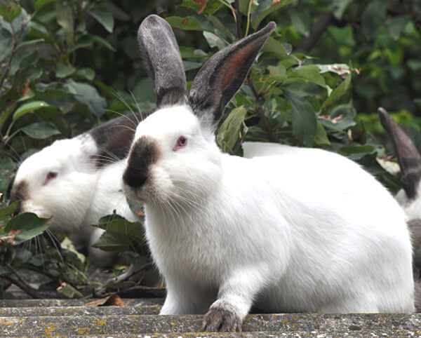 Californian Rabbit Breed Care: Size, Temperament, Health & Diet