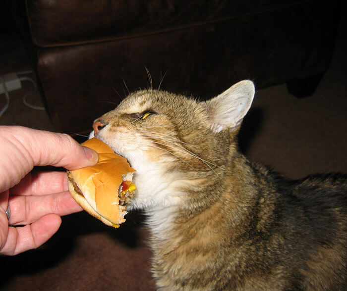Can Cats Eat McDonald’s Burgers?