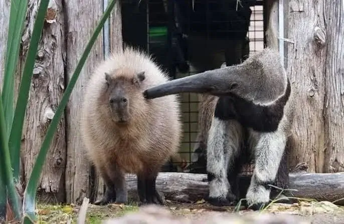 Capybaras and Their Interactions with Other Animals