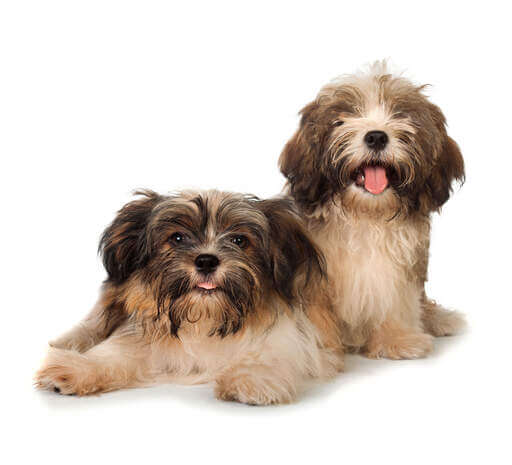 Caring for Your Havanese Dog