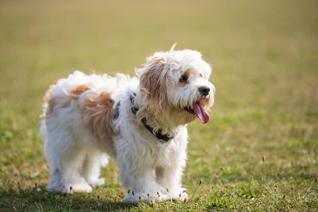 What is a Cavachon?