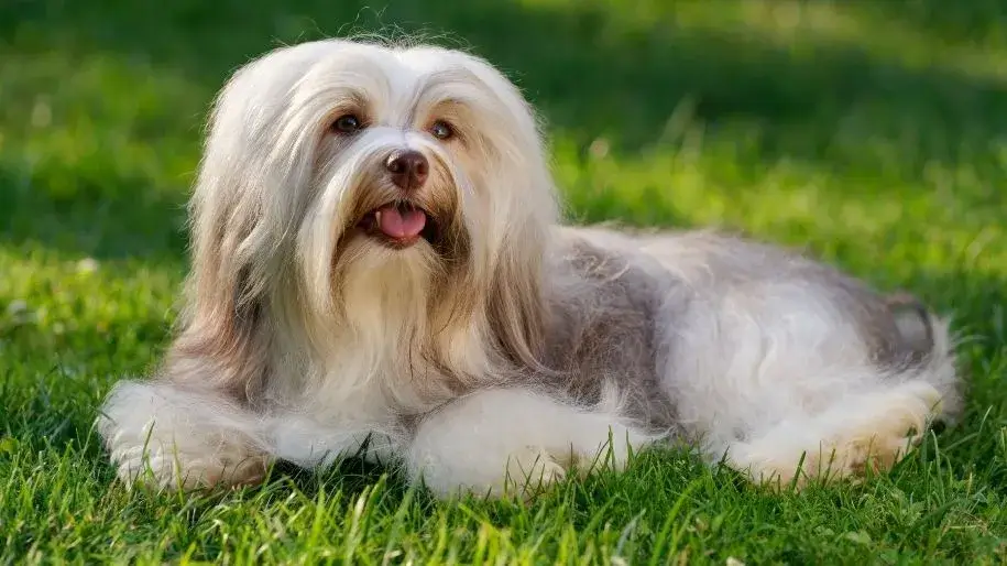 Characteristics and Traits of Havanese Dogs