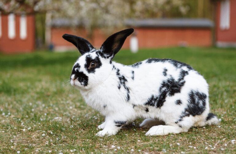 Caring for Checkered Giant Rabbits Breed: A Guide to Responsible Ownership
