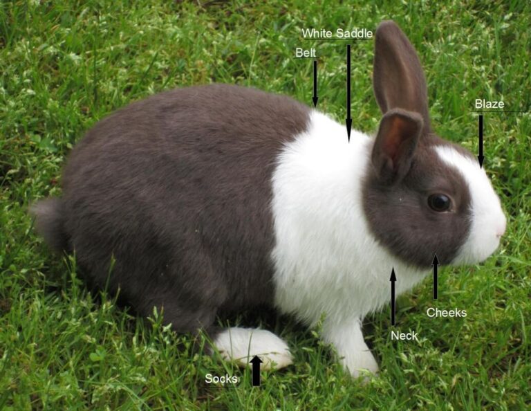 Dutch Rabbit Care Guide: Size, Temperament, Health, Diet & More