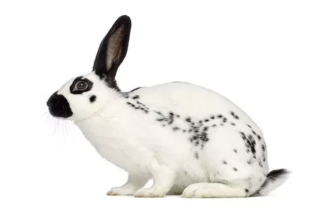 English Spot Rabbit Breed: A Guide to Care and Companionship