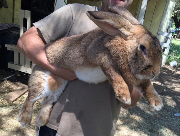 Flemish Giant Rabbit Breed: Care, Temperament, & Characteristics