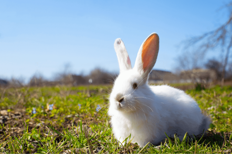 Florida White Rabbit Care & Characteristics Guide