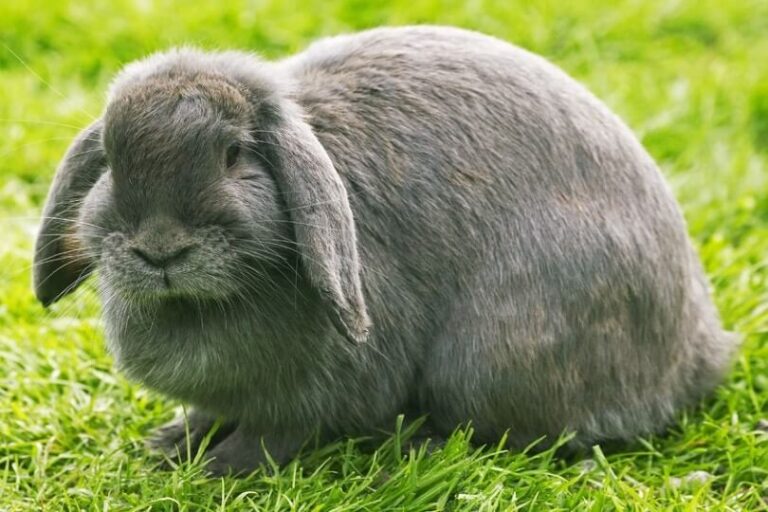 French Lop Rabbits Breed: Care Guide & Characteristics