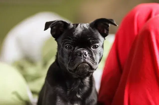 Caring for Your Frug Dog: A Guide to the Frenchie Pug Breed