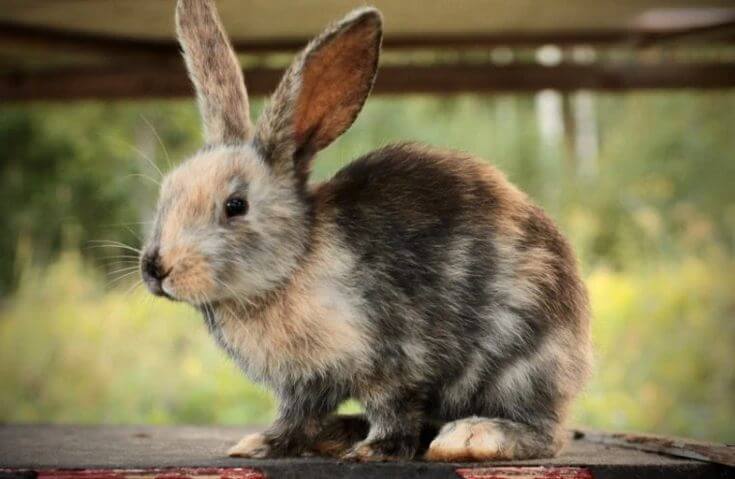Caring for Harlequin Rabbits: A Comprehensive Guide