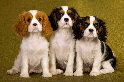 History and Origin of the Cavalier King Charles Spaniel