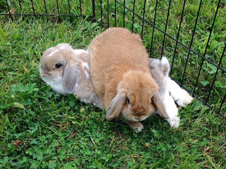 Caring for Holland Lop Rabbits: A Comprehensive Guide