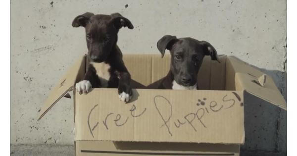 How to Find Free Puppies