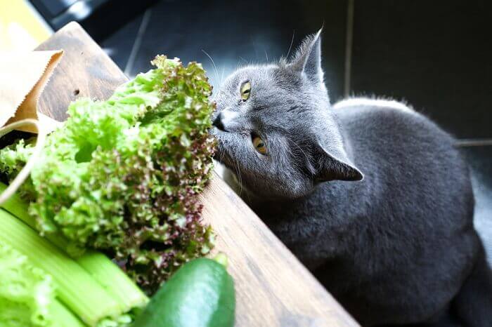 Is Lettuce Safe for Cats?