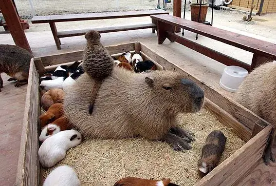 Key Traits of Capybara Behavior