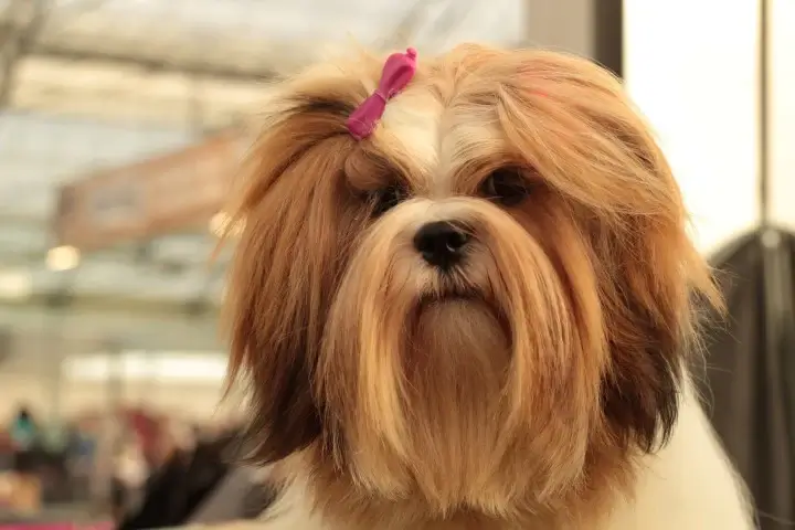 Tips for Bringing Home a Lhasa Apso Puppy: