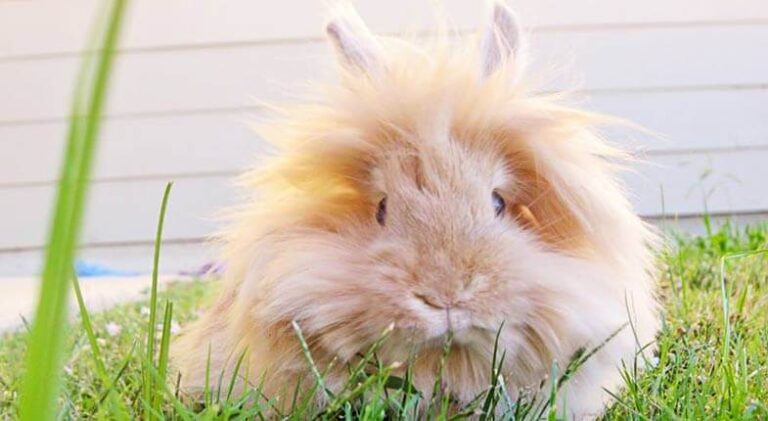 Caring for Lionhead Rabbits: A Guide for Bunny Owners