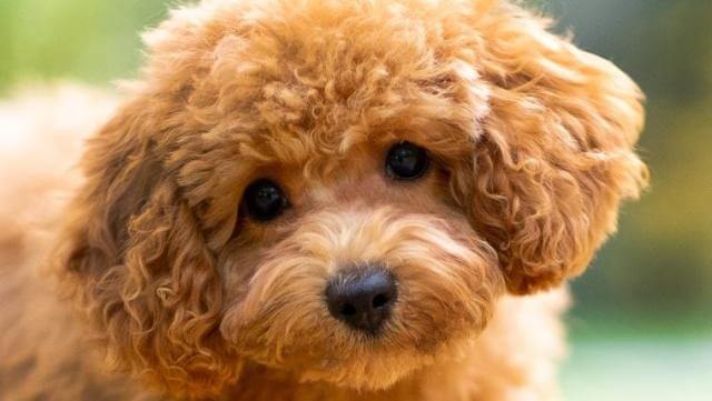 Ultimate Guide to Maltipoo Dogs: Care, Training, and Adoption Tips