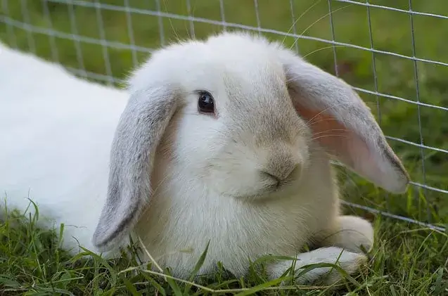 Discovering the Delightful World of Mini Lop Rabbits: A Beginner’s Guide