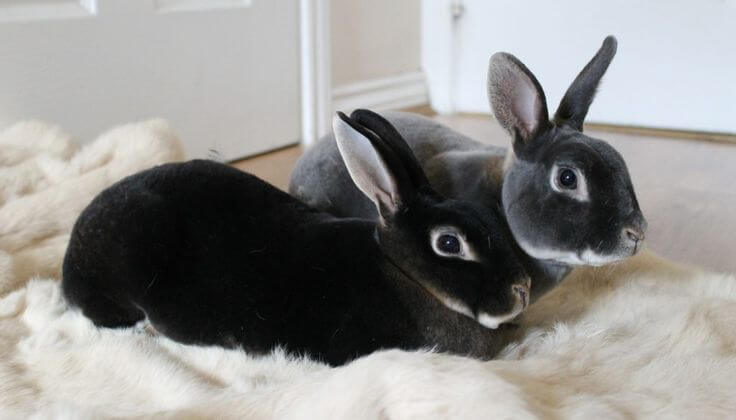 Caring for Mini Rex Rabbits: A Guide to Happy and Healthy Bunnies