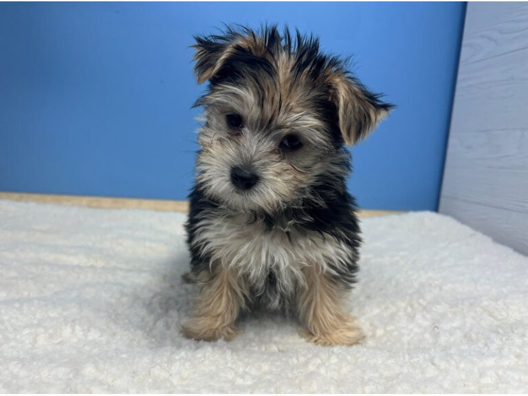 Morkie Dogs Breed: Care, Training, and Adoption