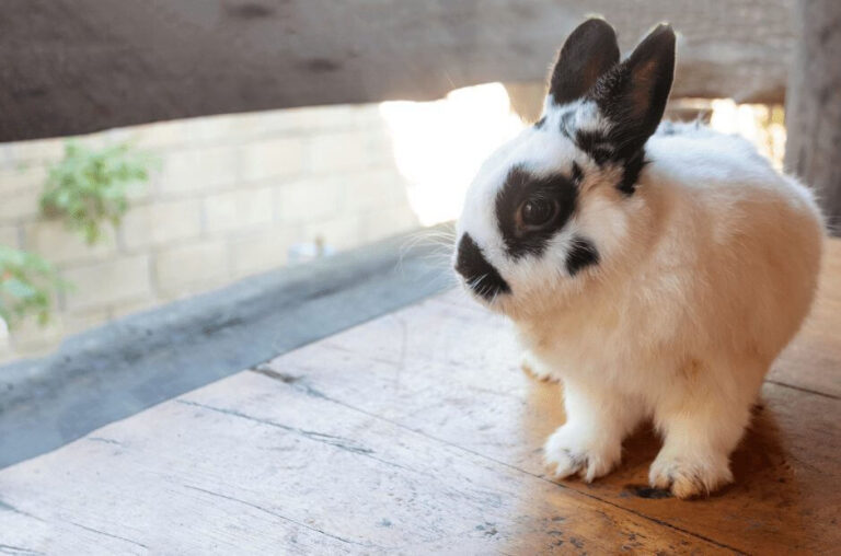 Netherland Dwarf Rabbit Care Guide: Size, Temperament & Health Tips