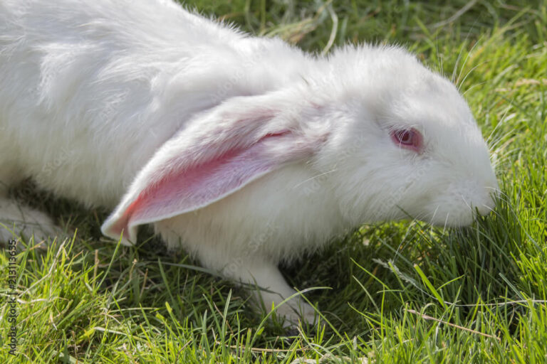 New Zealand Rabbit Breed: Care, Temperament & Health