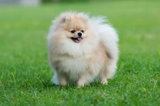 Pomeranian Dog breed