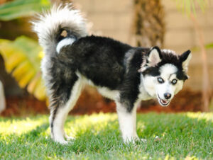 Pomsky Dog