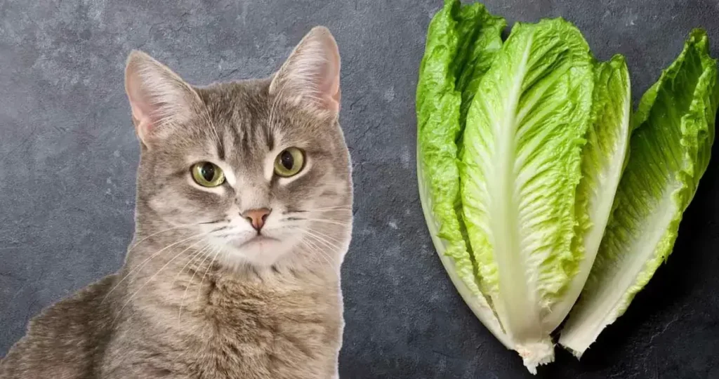 Potential Benefits of Lettuce for Cats