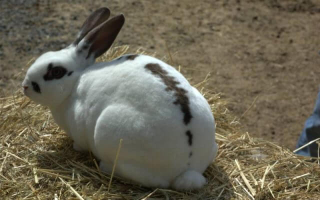Discovering Rex Rabbit Breeds: Care, Characteristics & Diet