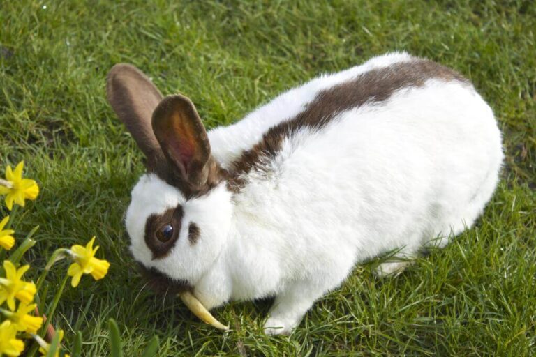 Rhinelander Rabbit Breed: Care Guide & Characteristics