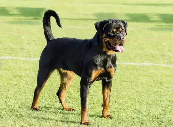 Rottweiler Dog Breed: History, Care, and Adoption