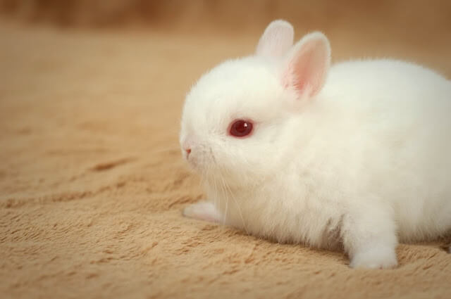 Satin Rabbit Breed: Care, Characteristics & Compatibility