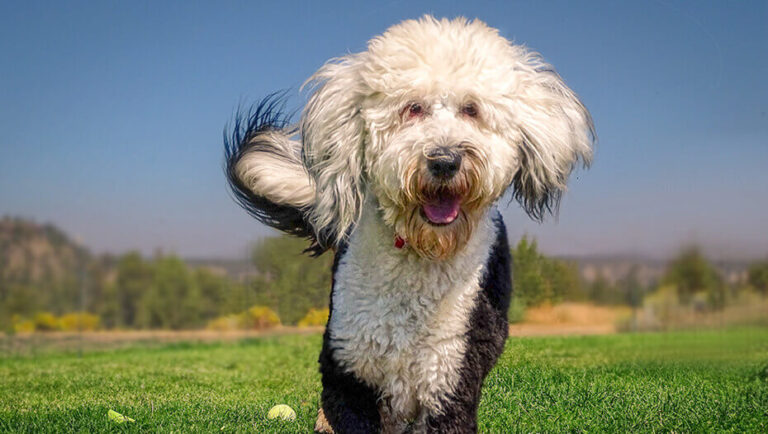 Sheepadoodle Dog Breed: Characteristics, Care, and Adoption Guide