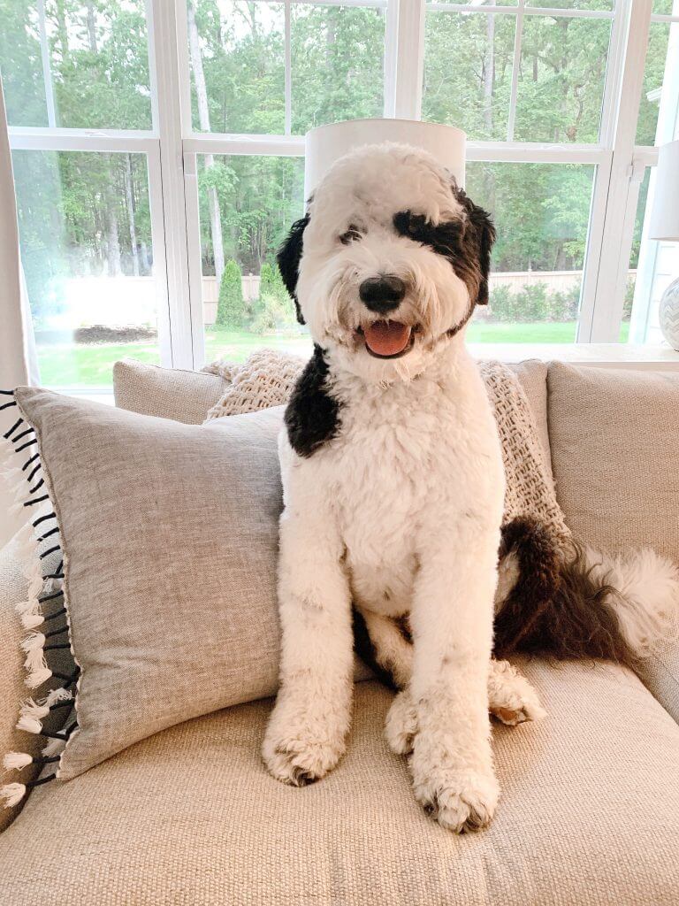 Characteristics and Temperament of Sheepadoodle Dogs
