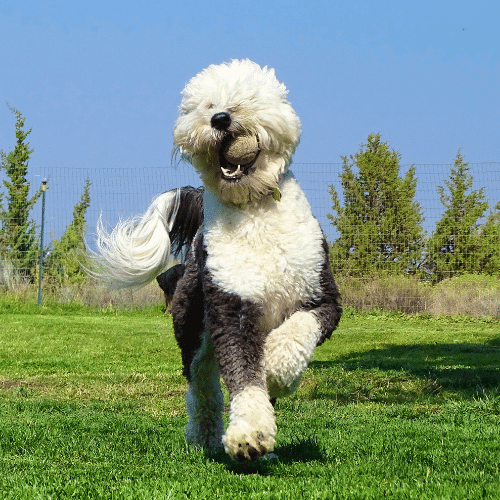 Caring for a Sheepadoodle