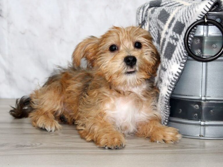 Shorkie Dog Breed: Care, Training, and Health Guide