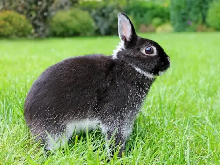 Silver Marten Rabbit Breed: Care, Characteristics & Compatibility