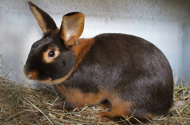 Tan Rabbit Breed: A Comprehensive Guide to Care and Characteristics