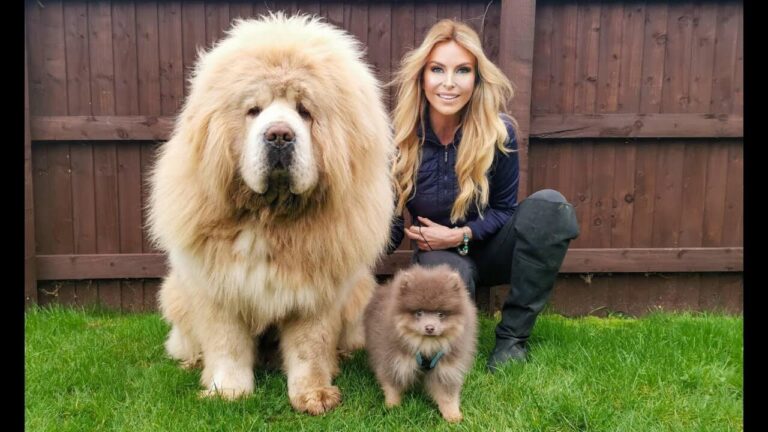 The Ultimate Guide to Tibetan Mastiffs: Majestic Guardians of the Himalayas