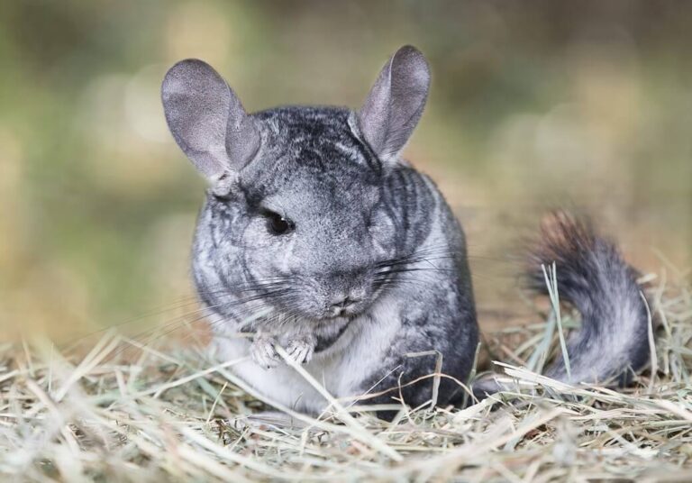 What is a Chinchilla? Everything You Need to Know