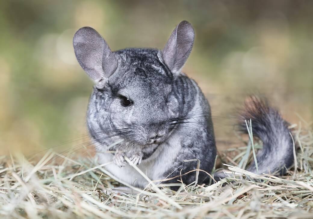 What is a Chinchilla
