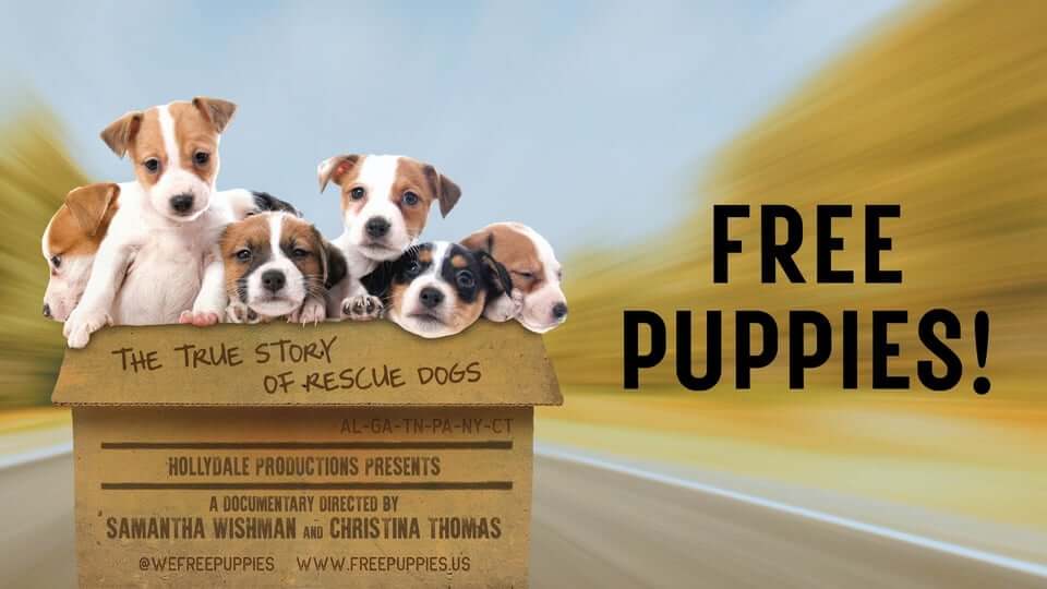 Puppies for free: Where Can I get a Dog for Free