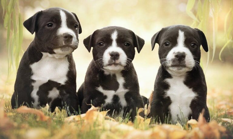 American Staffordshire Terrier Dog Breed: Facts, Temperament & Training