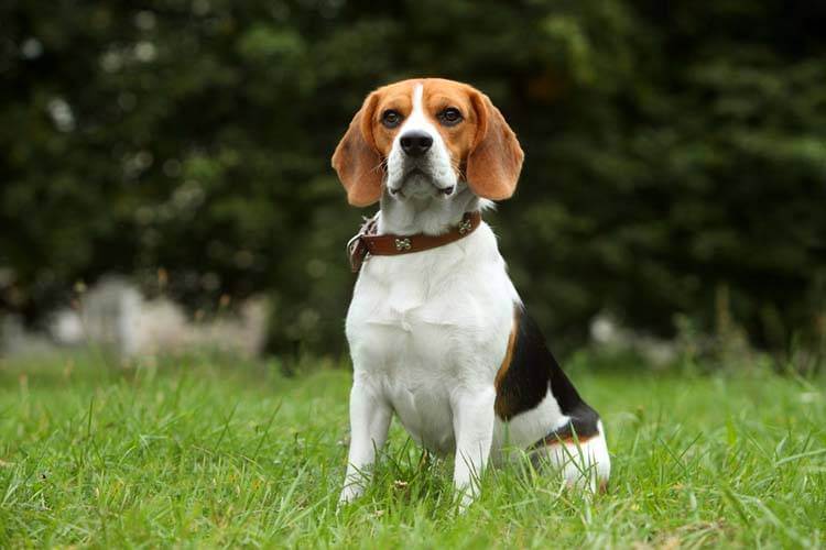 Beagle Dog Breed: Friendly, Curious, and Family-Friendly