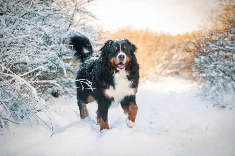 Bernese Mountain Dog Breed: Breed Traits, Care Tips