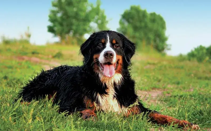 Where to Find Bernese Mountain Dog Puppies for Free