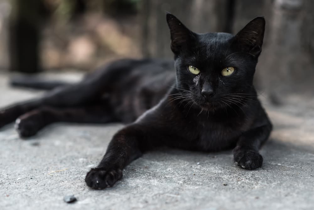 black cat names