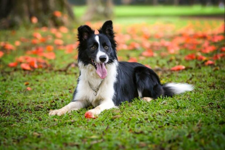 Border Collie Dog Breed Guide: History, Training, Health & More